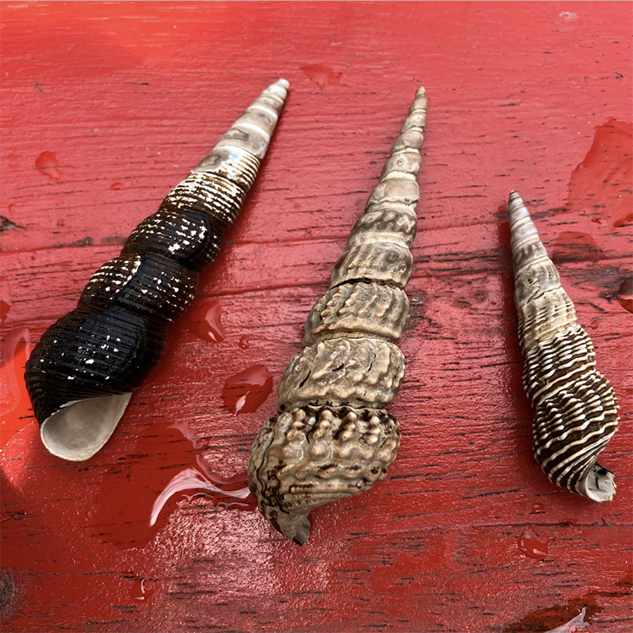 Poso freshwater snail shells of the genus Tylomelania
