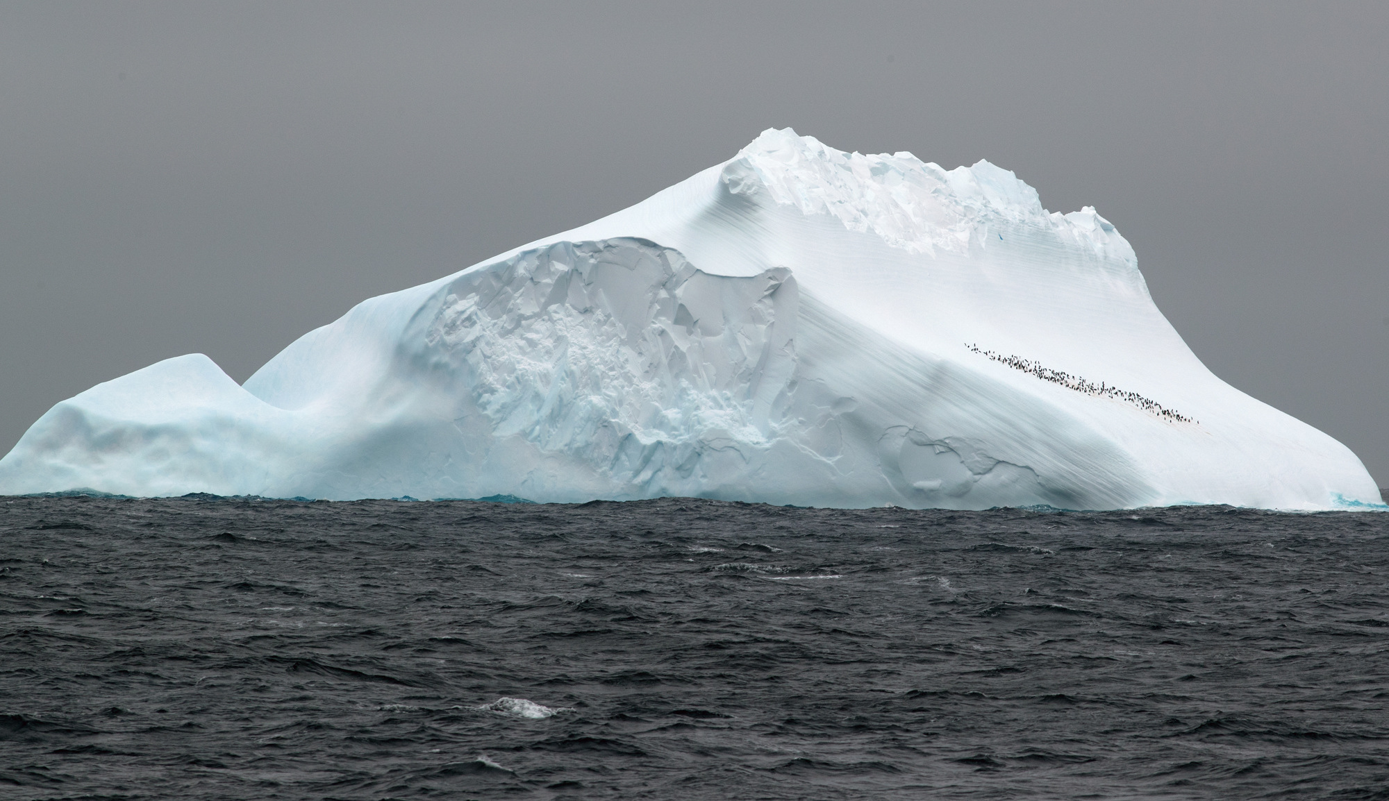 Eisberg in der Scotia-See